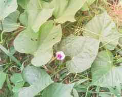 光紫色的甜蜜的土豆花杂草丛生的地面国产花园达拉斯德州美国