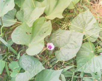 光紫色的甜蜜的土<strong>豆花</strong>杂草丛生的地面国产花园达拉斯德州美国