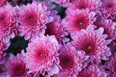 高角视图粉红色的开花植物被称为紫色的菊花