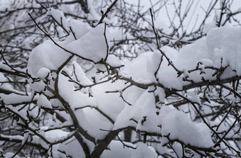 冬天景观雪分支机构树