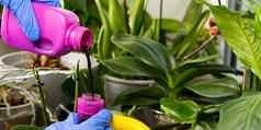 园丁肥料首页兰花植物室内植物护理女人浇水兰花花做家务植物护理概念首页园艺