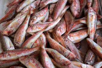 红色的鲻鱼收藏冰市场