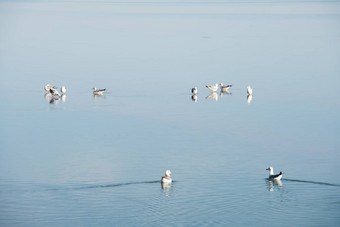 鸟清洁湖自然风景