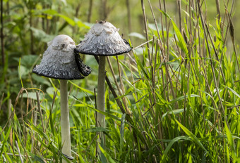 coprinus科马图斯真菌秋天森林