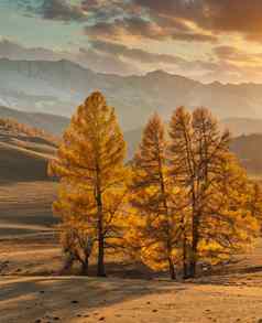 美丽的肖像大小拍摄金树前景白色雪山多云的橙色天空背景秋天时间日落阿尔泰山俄罗斯金小时