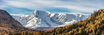 风景优<strong>美</strong>的全景空中视图雪山山峰山坡上北chuyskiy脊金树前景<strong>美</strong>丽的蓝色的多云的天空背景阿尔泰<strong>山西</strong>伯利亚俄罗斯