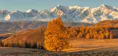 美丽的全景谷完整的金树白色雪山背景孤独的树前景秋天时间日出阿尔泰山俄罗斯金小时