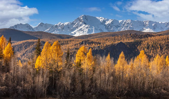 风景优<strong>美</strong>的全景低角视图雪山山峰北chuyskiy脊<strong>美</strong>丽的蓝色的多云的天空背景金树前景秋天时间阿尔泰<strong>山西</strong>伯利亚俄罗斯