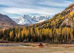 风景优美的低角视图雪山山峰山坡上北chuyskiy脊金树木小屋前景美丽的蓝色的多云的天空背景阿尔泰山西伯利亚俄罗斯