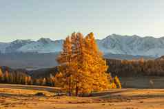 美丽的拍摄谷完整的金树白色雪山背景孤独的树前景秋天时间日落阿尔泰山俄罗斯金小时