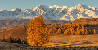 美丽的全景谷完整的金树白色雪山背景孤独的树前景秋天时间日出阿尔泰山俄罗斯金小时