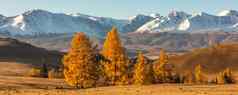 美丽的全景谷完整的金树前景白色雪山背景日出秋天时间阿尔泰山俄罗斯金小时