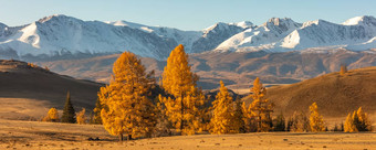 美丽的全景谷完整的金树前景白色雪山背景日出秋天时间阿尔泰山俄罗斯金小时