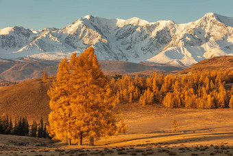 美丽的拍摄谷完整的金树白色雪山背景孤独的树前景秋天时间日出阿尔泰山俄罗斯金小时