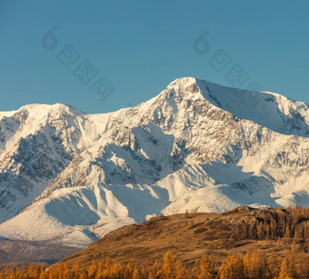 美丽的拍摄白色雪山山树前景蓝色的天空背景秋天时间日出金小时阿尔泰山俄罗斯