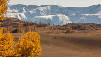风景优美的高角视图谷越野车辆移动白色雪山脊背景金树前景焦点阿尔泰山西伯利亚俄罗斯
