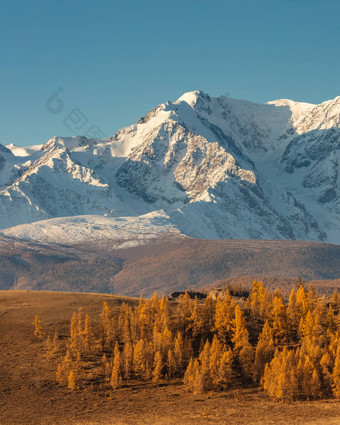 美丽的肖像大小拍摄白色雪山山树前景蓝色的天空背景秋天时间日出金小时阿尔泰山俄罗斯