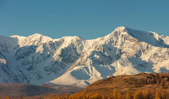 美丽的全景拍摄白色<strong>雪山</strong>脊山树前景<strong>蓝色</strong>的<strong>天空</strong>背景秋天时间日出金小时阿尔泰山俄罗斯