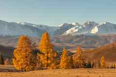 美丽的拍摄谷完整的金树前景白色雪山背景日出秋天时间阿尔泰山俄罗斯金小时