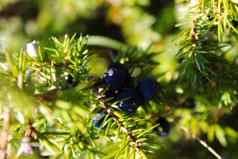 集团成熟的蓝色的瞻博网络浆果分支绿色针JuniperusCommunis水果