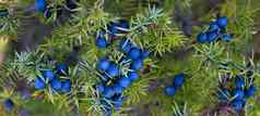 JuniperusCommunis水果横幅很多成熟的海军蓝色的瞻博网络浆果分支绿色针