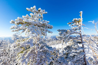 原始的自然泽亚储备白雪覆盖的圣诞节树站前雪山蓝色的天空