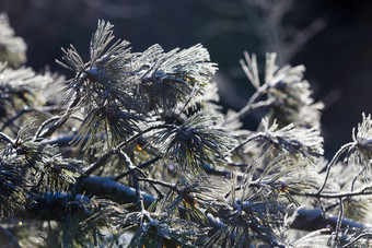 原始的自然泽亚储备白雪覆盖的圣诞节树站前<strong>雪山蓝色</strong>的<strong>天空</strong>