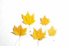 黄色的秋天下降树叶白色背景