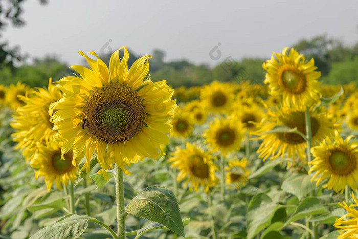 美丽的向日葵花园