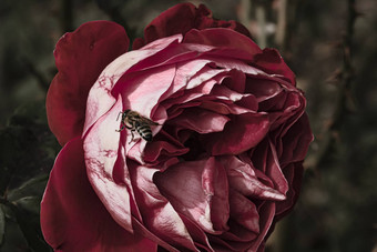 蜜蜂色彩斑斓的<strong>玫瑰</strong>花瓣孤立的花园复制空间