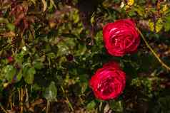 关闭精致的色彩斑斓的玫瑰孤立的花园复制