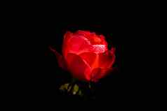 精致的色彩斑斓的玫瑰孤立的黑色的复制空间玫瑰