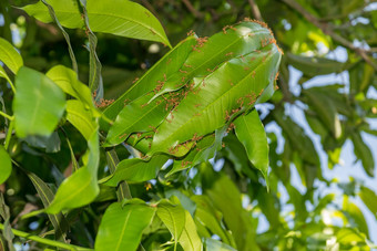 蚂蚁巢芒果树