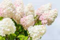 多彩色的白色粉红色的绣球花布什花朵软焦点