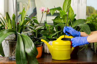 女人园丁浇水兰花花在英国室内植物护理做家务植物护理概念首页园艺爱植物护理