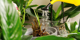 女人园丁浇水兰花花在英国室内植物护理做家务植物护理概念首页园艺爱植物护理
