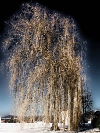 巴比伦柳树冬季德国红外