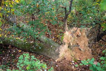 下降树新鲜的颠覆了根秋天森林