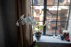 白色兰花开放优雅公寓窗口窗台上
