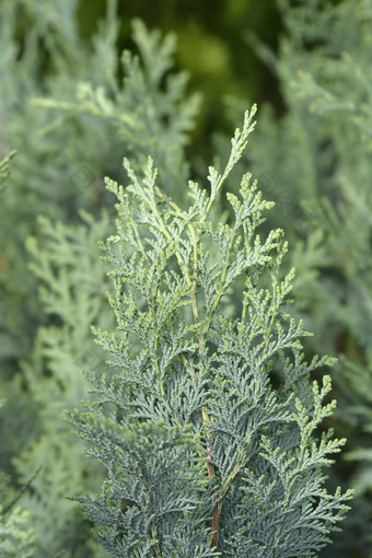 劳森<strong>柏树</strong>columnarisglauca