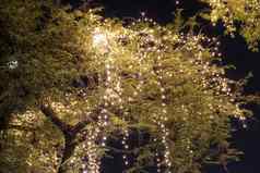 装饰户外字符串灯挂树花园