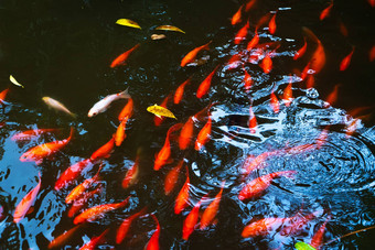 群日本红色的鲤<strong>鱼池塘鱼</strong>室内装饰
