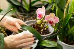 年轻的女人培养花女人有爱心的房子植物兰花手护理植物室内首页花园植物