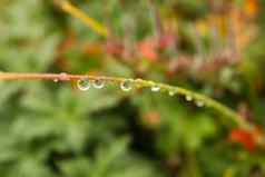 露水滴花植物宏特写镜头照片自然背景