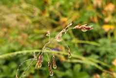 露水滴花植物宏特写镜头照片自然背景