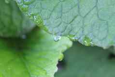 露水滴花植物宏特写镜头照片自然背景