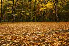 秋天秋天森林景观乔治亚州秋天颜色叶子树