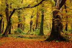 秋天秋天森林景观乔治亚州秋天颜色叶子树