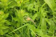 蝴蝶花植物自然野生动物昆虫生活绿色背景