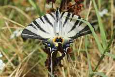 蝴蝶燕尾服花植物自然野生动物昆虫生活绿色背景
